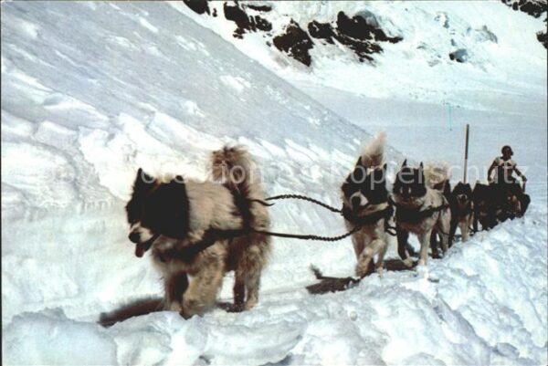 Hunde Polarhunde Jungfraujoch