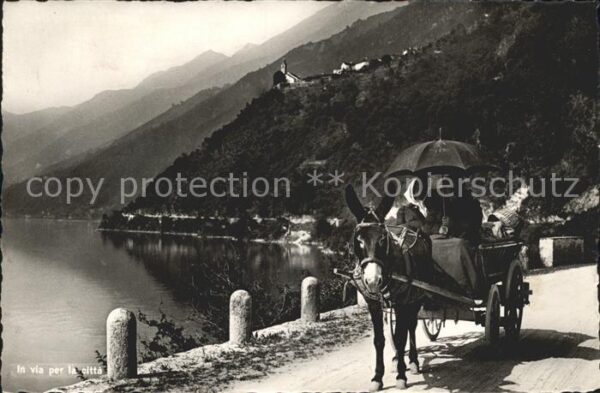 Esel Tiere Eselkutsche Tessin Ticino