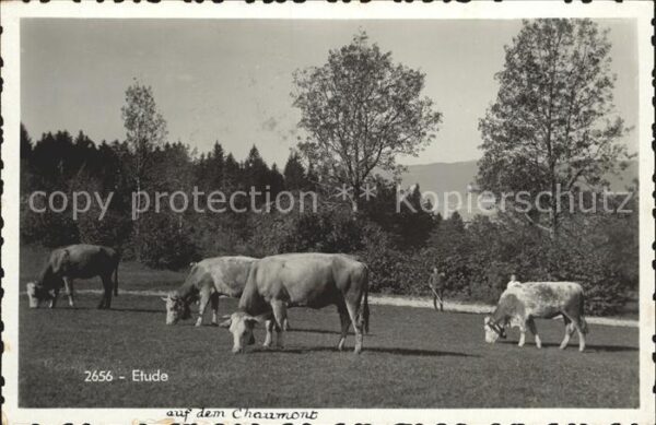Kuehe Etude Chaumont