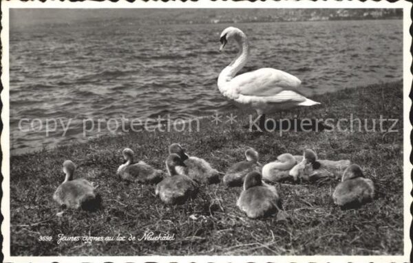 Schwan Jeunes cygnes Lac de Neuchatel