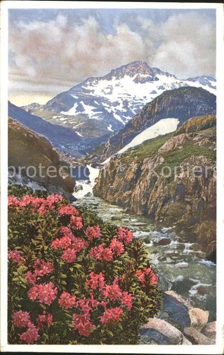 Blumen Alpenrose Gross St. Bernhard