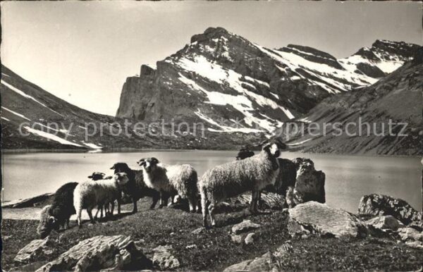 Schafe Schafherde Gemmipass Daubensee