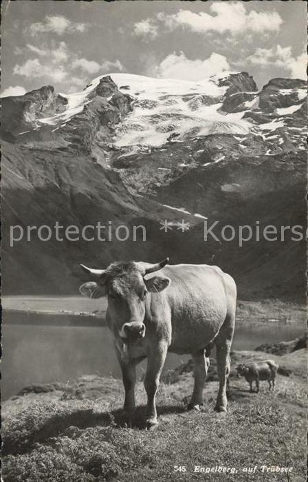 Kuehe Engelberg Trübsee