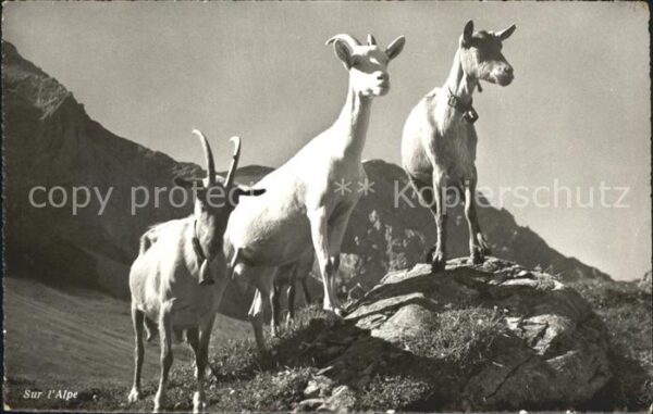 Ziege Sur l'Alpe