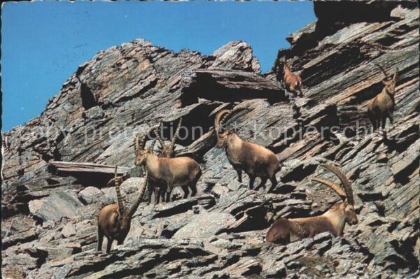 Steinbock Steinböcke Grosslohner