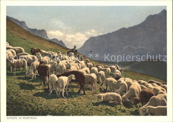 Schafe Schafherde Hirte Rhätikon