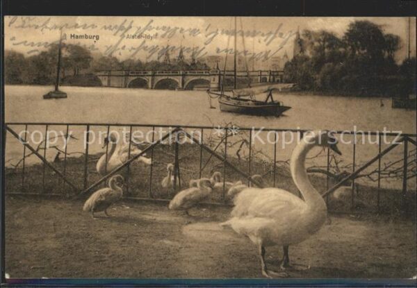 Schwan Hamburg Alster-Idyll
