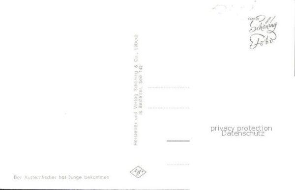 Voegel Austernfischer – Bild 2