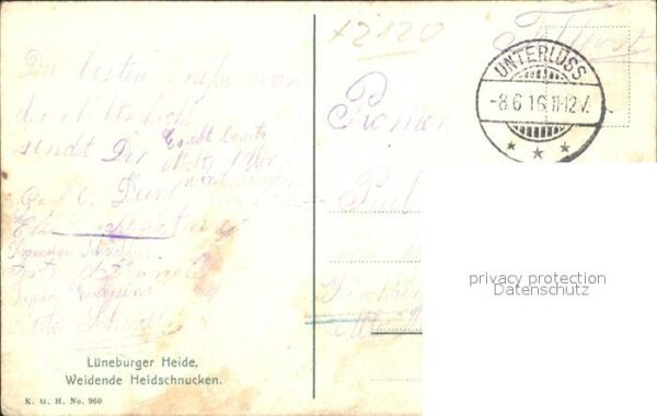 Schafe Weidende Heidschnucken Lüneburger Heide – Bild 2