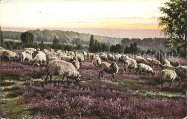 Schafe Lüneburger Heide Weidende Heidschnucken