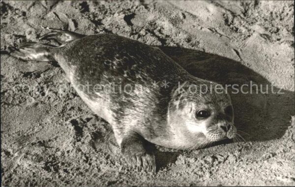 Seehunde Robben Norderney Strand