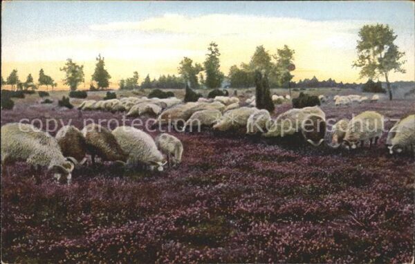 Schafe Lüneburger Heide Weidende Heidschnucken