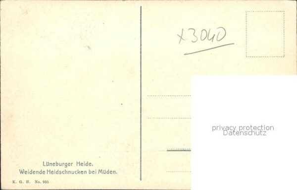 Schafe Lüneburger Heide Weidende Heidschnucken – Bild 2
