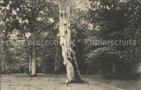 Baeume Trees Urwald Wilhelmshaven