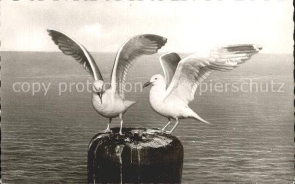 Moewen Insel Föhr