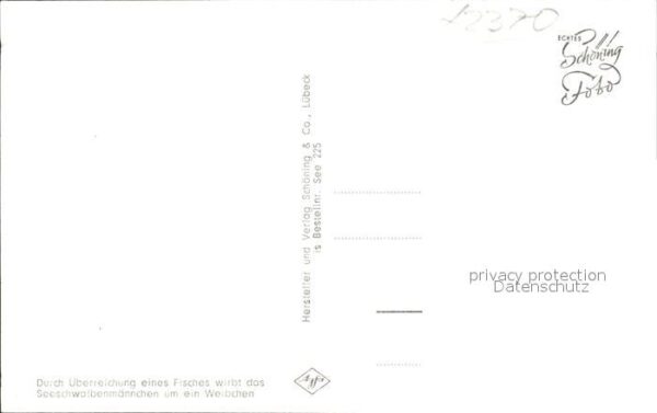 Voegel Seeschwalbe – Bild 2