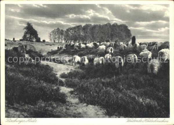 Schafe Lüneburger Heide Weidende Heidschnucken