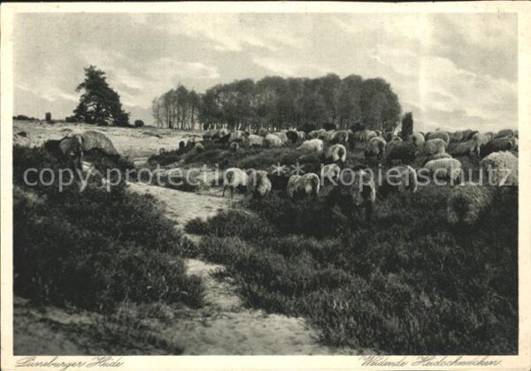 Schafe Lüneburger Heide Weidende Heidschnucken
