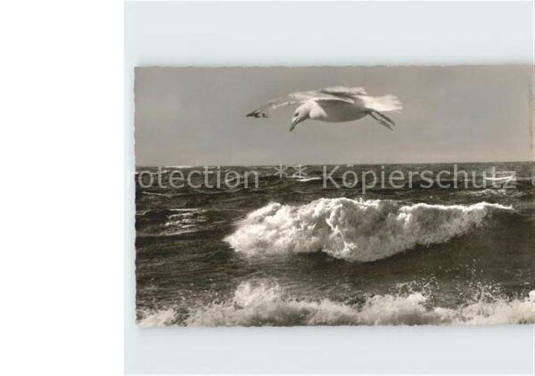 Moewen Insel Föhr