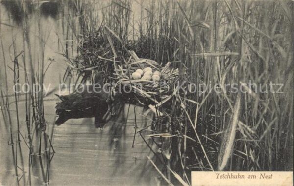 Voegel Teichhuhn am Nest