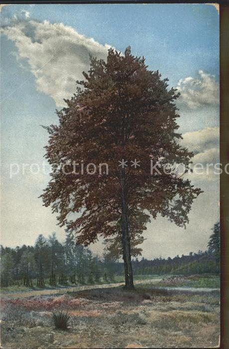 Verlag Photochromie Nr. 1670 Dresdner Heide Buche Heidemühlenst