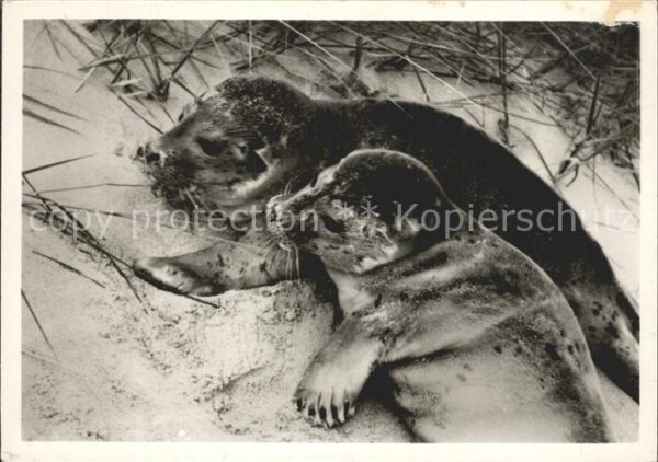 Seehunde Robben Insel Sylt