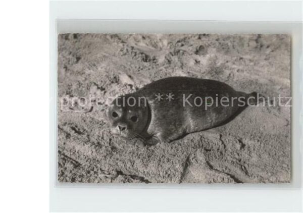 Seehunde Robben Insel Sylt
