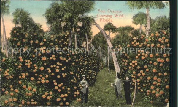 Orangen Oranges Sour Oranges Florida