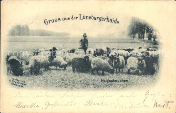 Schafe Lüneburgerhaide Haidschnucken Hirte