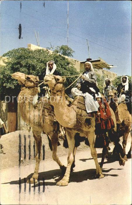 Kamel  Camel Chameau Beduinen Beer-Sheba