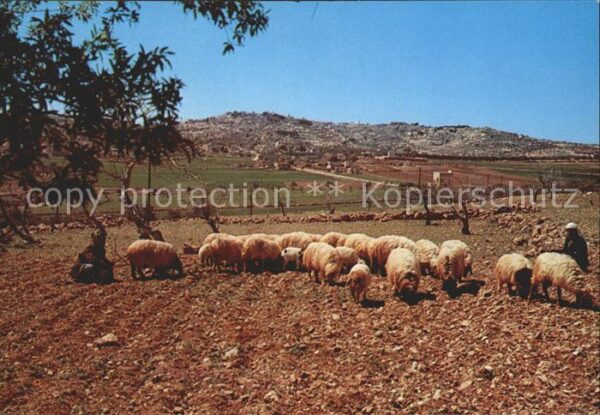 Schafe Shepherd_s Field Bethlehem