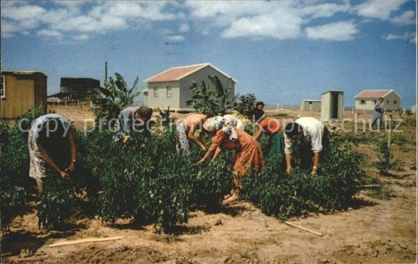 Ernte Landwirtschaft Settlement Lakish Region Israe