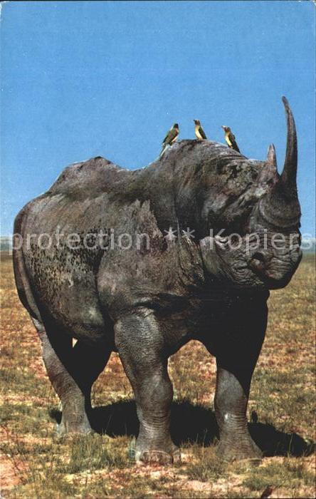 Nashorn Afrika Rhino