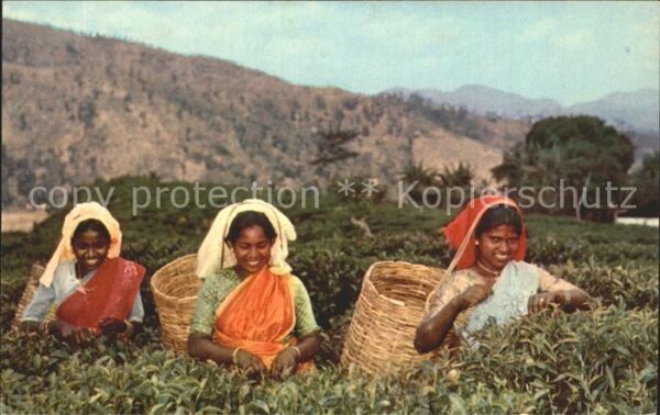 Ernte Landwirtschaft Tea Pluckers Up-Country Ceylon Teepflüc