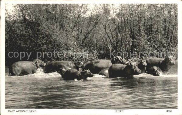 Tiere Nilpferde East-Africa Hippo