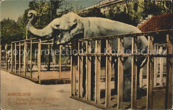 Elefant Baby Barcelona Parque Jardin Zoologico