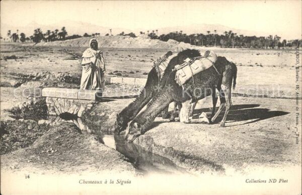 Kamel  Camel Chameau Chameaux a la Seguia