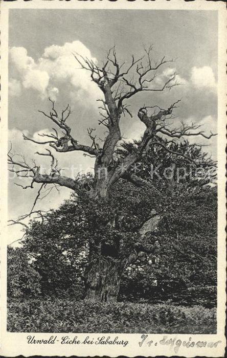 Baeume Trees Urwald-Eiche Sababurg