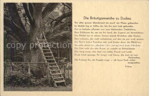 Baeume Trees Bräutigamseiche Dodau Gedicht Fribra