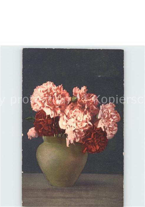 Blumen Nelken