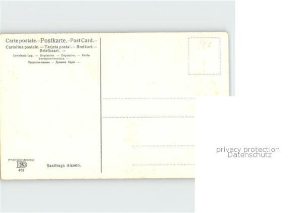 Verlag Photochromie Nr. 462 Saxifraga Aizoon – Bild 2