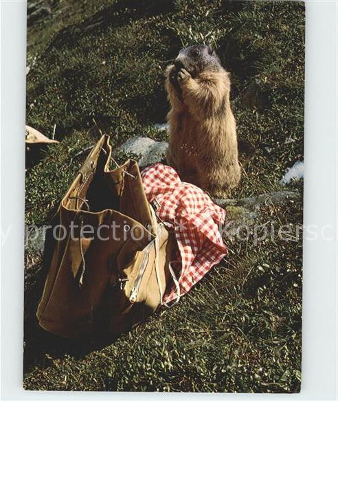 Murmeltier Rucksack