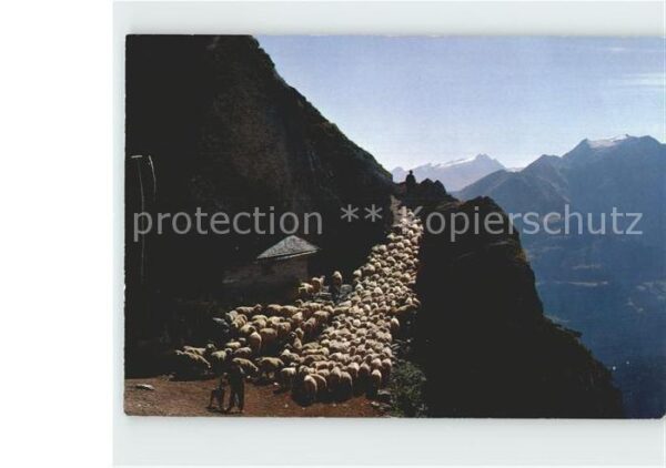 Schafe Alp