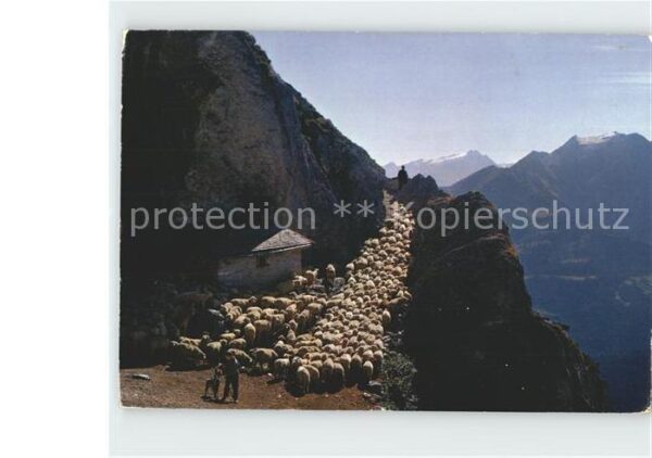 Schafe Alp Flims