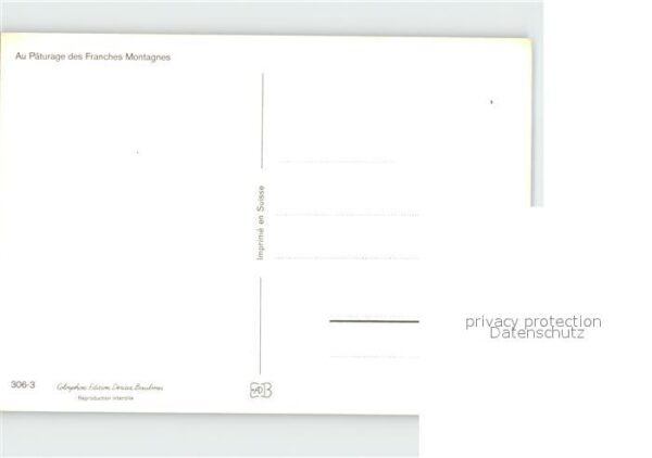 Pferde Paturage Franches Montagnes – Bild 2