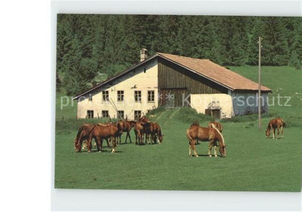 Pferde Paturage Franches-Montagnes