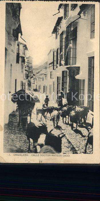 Spanien Strasse mit Kuhherde