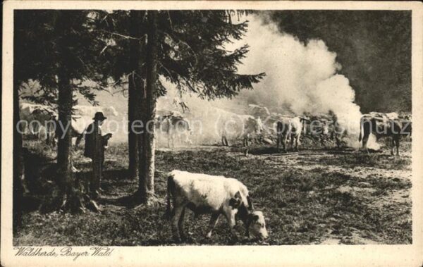 Hirte Kühe Waldherde Bayer. Wald
