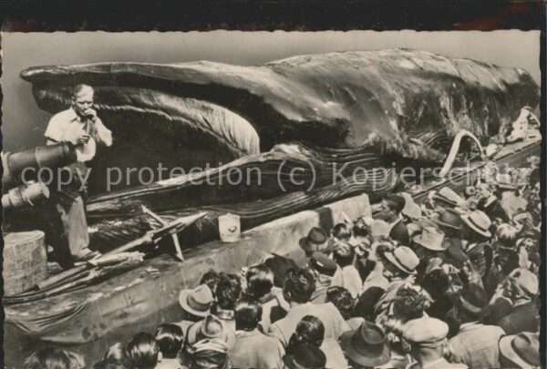 Berufe Jonah Giant Whale Fischer