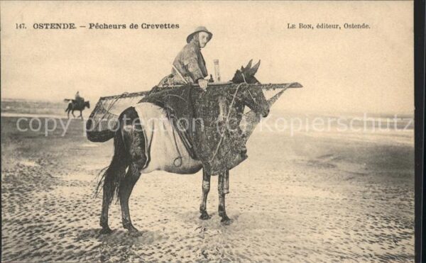 Berufe Krabbenfischer Pferd Ostende Crevettes